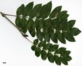 SpeciesSub: subsp. pohuashanensis